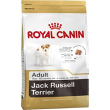 JACK RUSSELL TERRIER ADULT